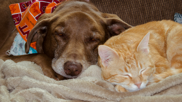 a dog and cat sleeping on a couch